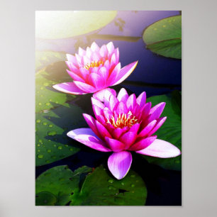 Poster av lotus på morgonen i tidigt