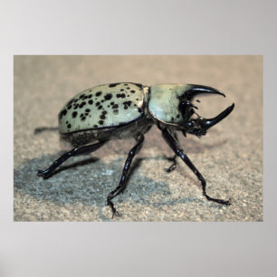 Poster av manlig Östra Hercules Beetle
