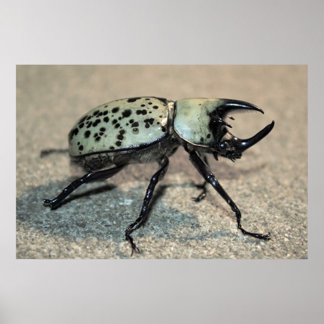 Poster av manlig Östra Hercules Beetle (Framsidan)