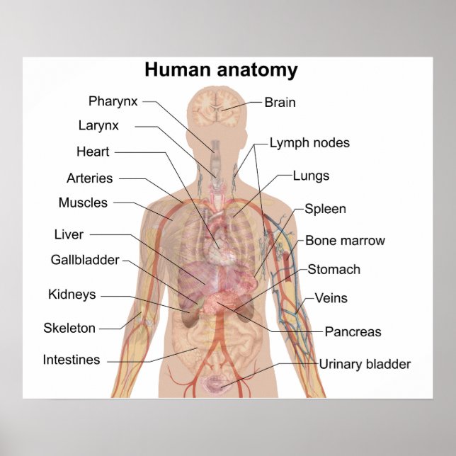 Poster av människokroppsdiagram i interna organ (Framsidan)
