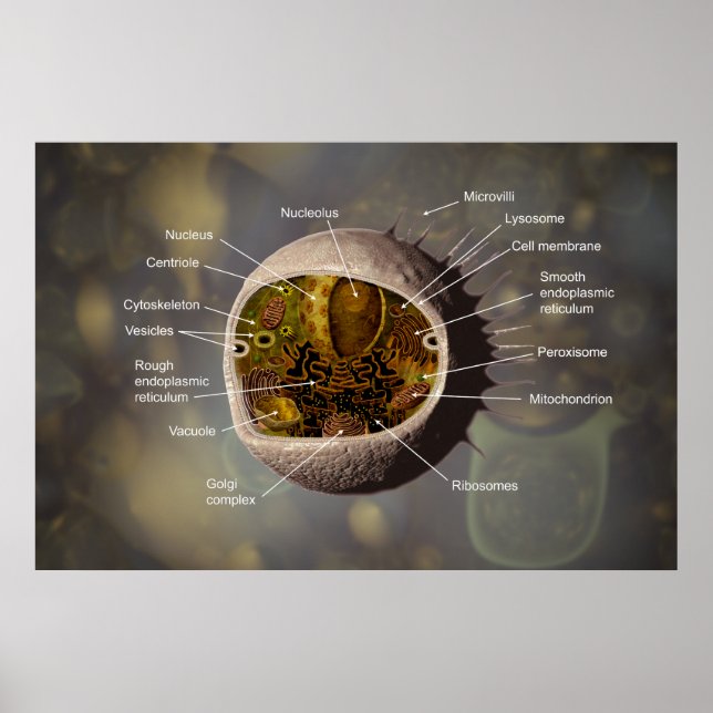 Poster av mänskliga celler (Framsidan)