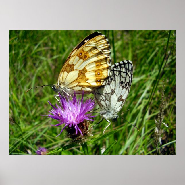 Poster av marmorerade vita fjärilar (Framsidan)
