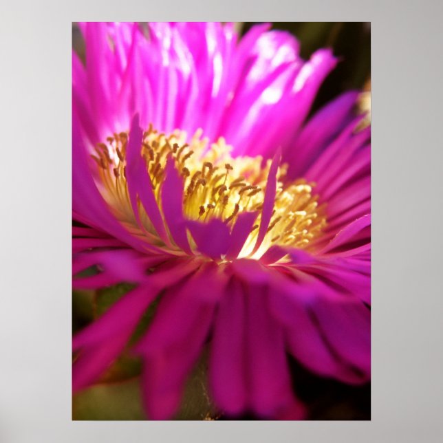 Poster av närmare natur, blomma makro (Framsidan)