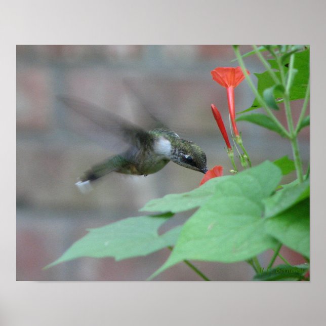 Poster av näsdukar (Framsidan)