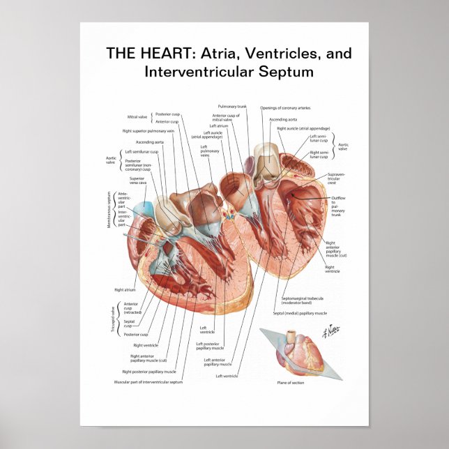 Poster av Netter Heart i Kor-sektionen (Framsidan)