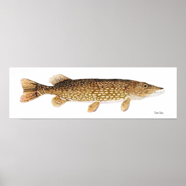 Poster av nordlig pike Art (Framsidan)