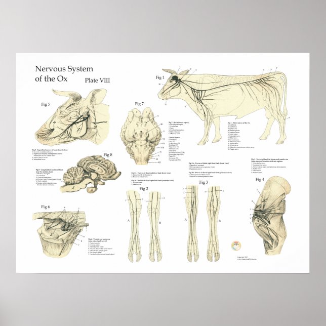 Poster av nötköttsproducerande nervsystem Anatomi (Framsidan)