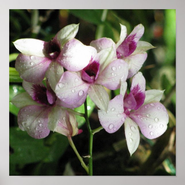 Poster av Orchews (Framsidan)