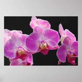Poster av Orchid Phalaenopsis Cluster - 36x24