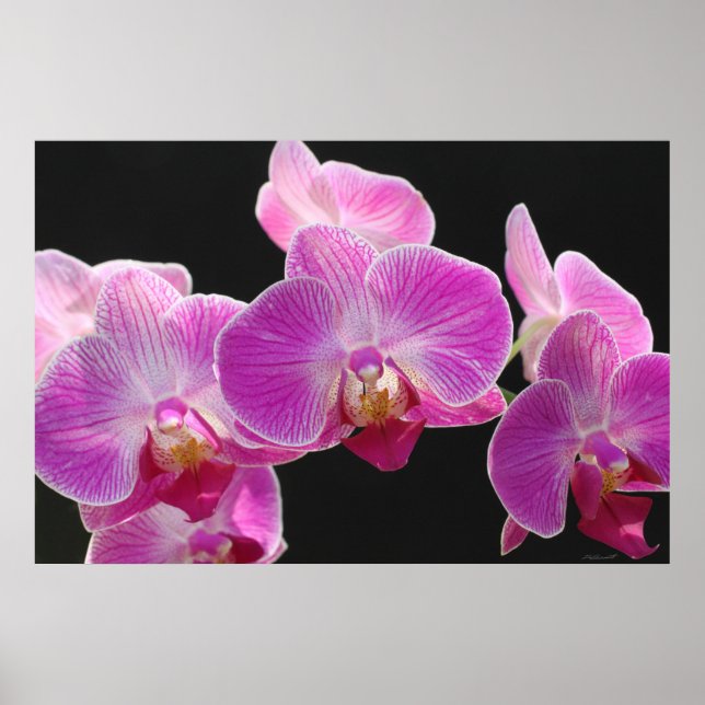Poster av Orchid Phalaenopsis Cluster - 36x24 (Framsidan)