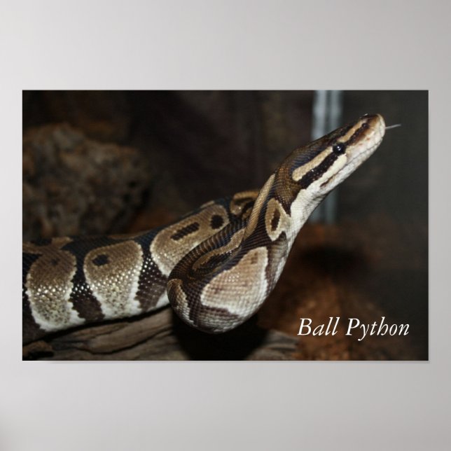 Poster av orm (Boll Python) (Framsidan)