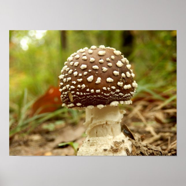 Poster av Panther Cap Mushroom (Framsidan)