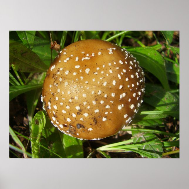 Poster av Panther Cap Mushroom (Framsidan)