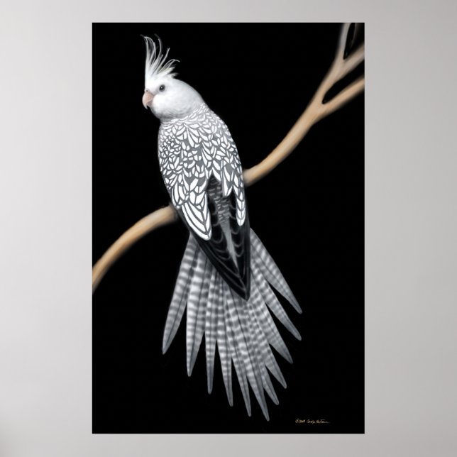 Poster av pearl Pied Cockatiel (Framsidan)