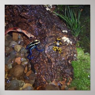 Poster av pison dart grodor