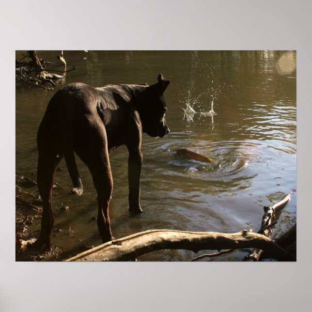 Poster av Pit Bull (Framsidan)