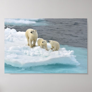 Poster av polar Bear Family