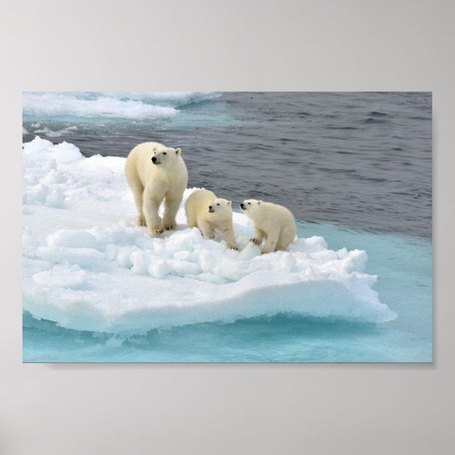 Poster av polar Bear Family (Framsidan)