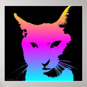 Poster av poppkatt