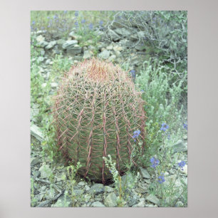 Poster av prickly Rosa Petals Cactus Desert Art Pr