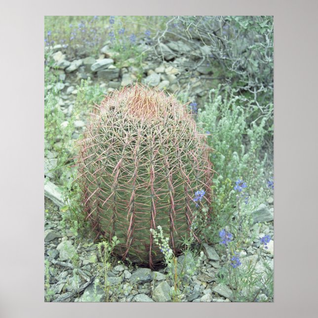 Poster av prickly Rosa Petals Cactus Desert Art Pr (Framsidan)
