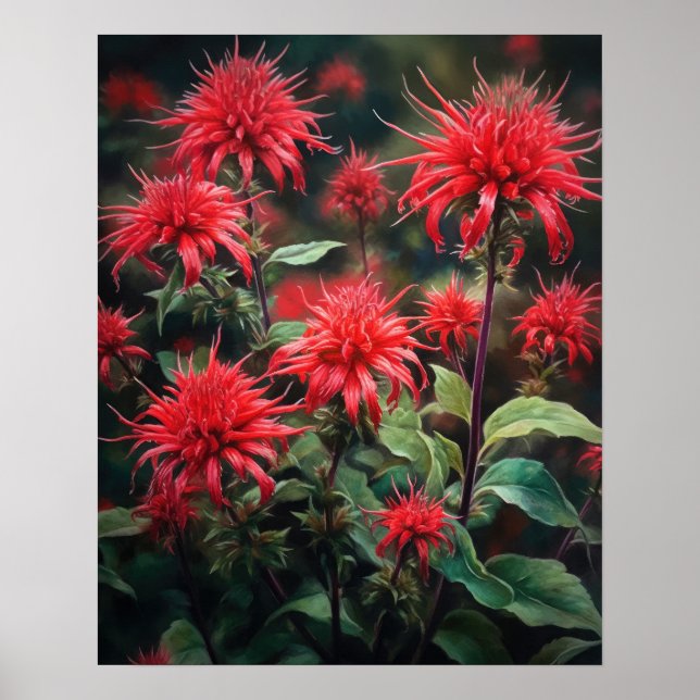 Poster av Red Bee Balm Flowers Art Skriv ut (Framsidan)