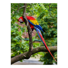 Poster av Red Macaw Wall Glossy