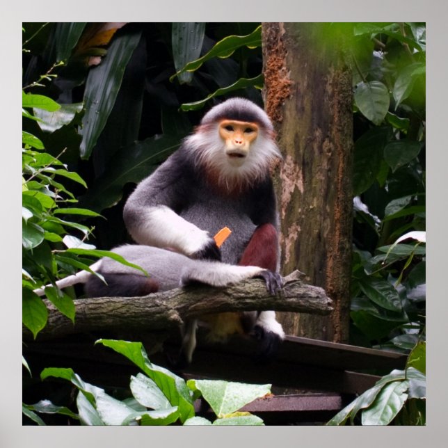 Poster av Red Shanked Douc Langur (Framsidan)