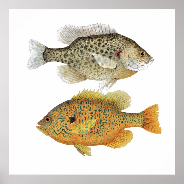 Poster av ReKäre och Pumpkinseed Sunfish (Framsidan)