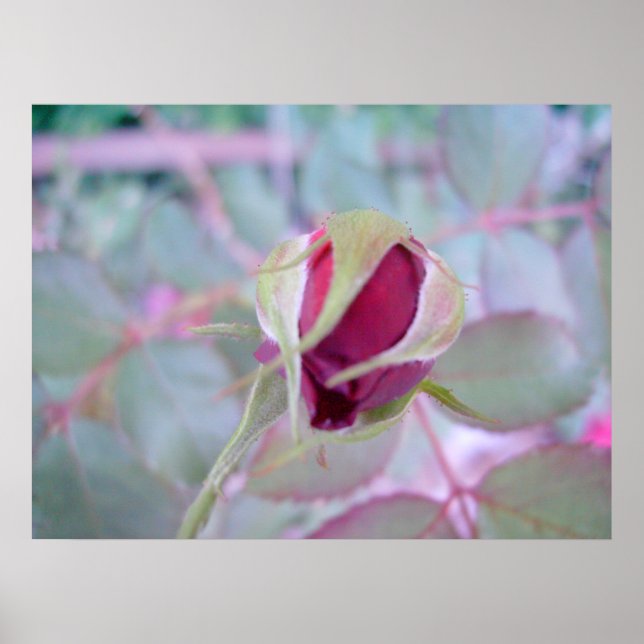 Poster av ren elegance (Framsidan)