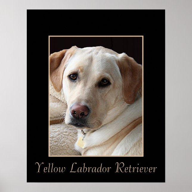 Poster av ren Gult Labrador Retriever  (Framsidan)