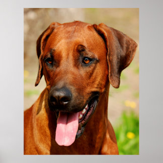 Poster av Rhodesian Ridgeback Hund.
