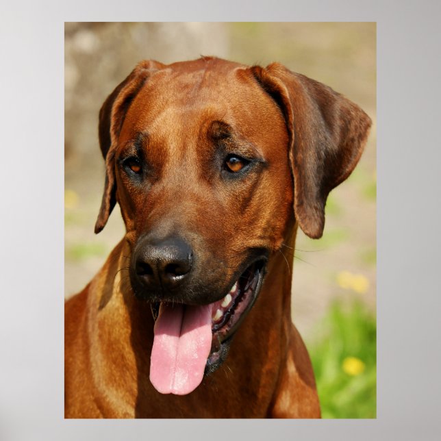 Poster av Rhodesian Ridgeback Hund. (Framsidan)