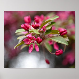 Poster av rödkrabbapperblommor