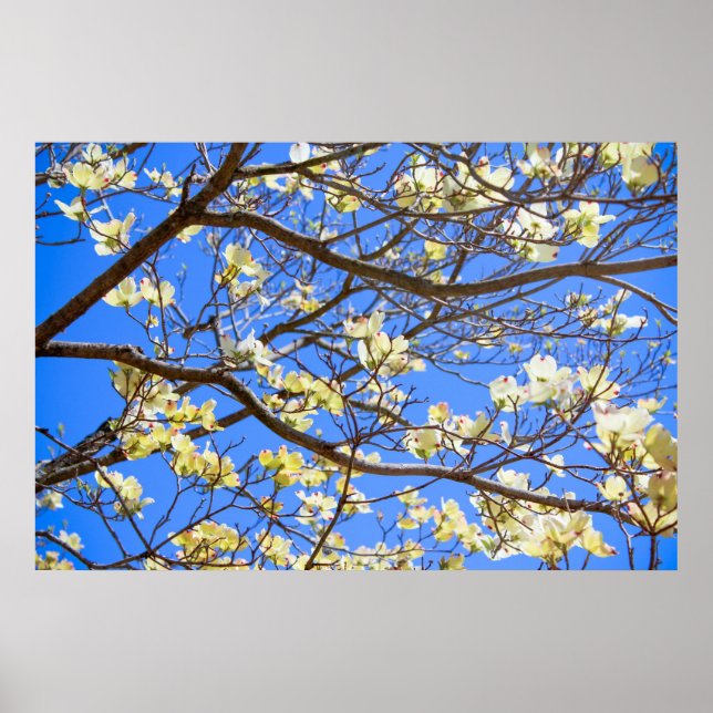 poster av rödved (Framsidan)