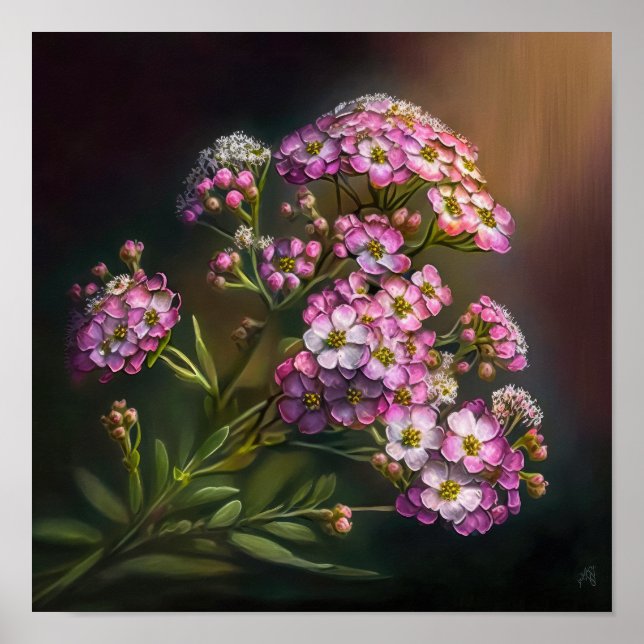 Poster av rosa Alyssum-blommiga teckningar (Framsidan)