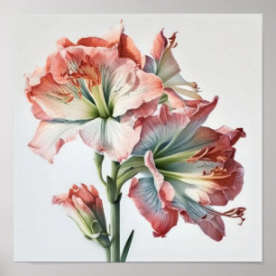 Poster av rosa Amaryllis Flower Art Print
