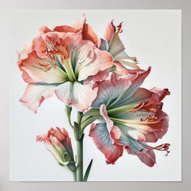 Poster av rosa Amaryllis Flower Art Print  (Framsidan)