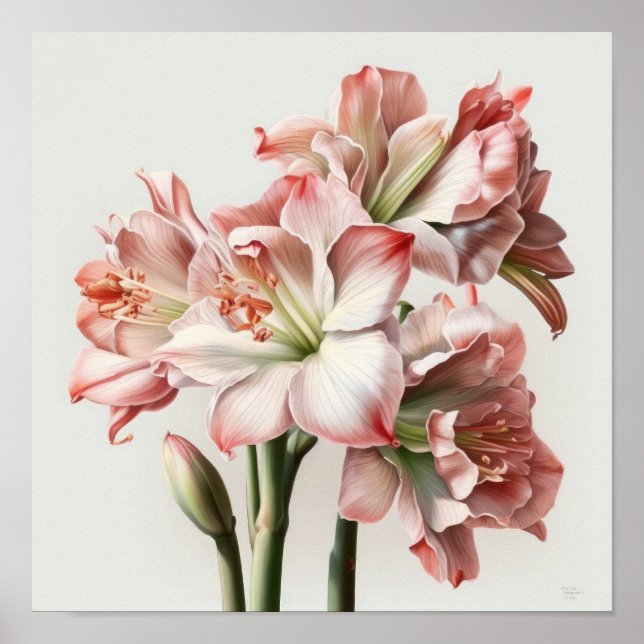 Poster av rosa Amaryllis Flower Art Print  (Framsidan)