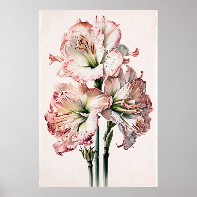 Poster av rosa Amaryllis Flower Art Print  (Framsidan)