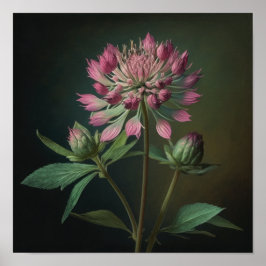 Poster av rosa Astrantia Flower Art Print