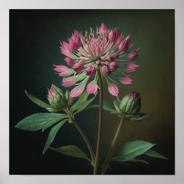 Poster av rosa Astrantia Flower Art Print  (Framsidan)