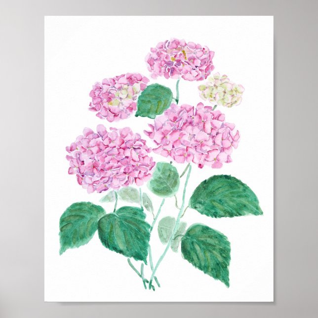poster av rosa hydrangea (Framsidan)