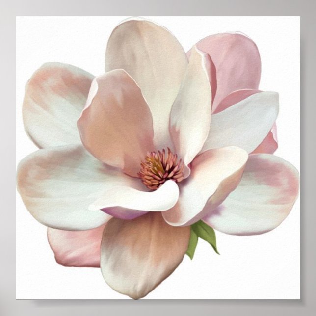 poster av rosa magnolia (Framsidan)
