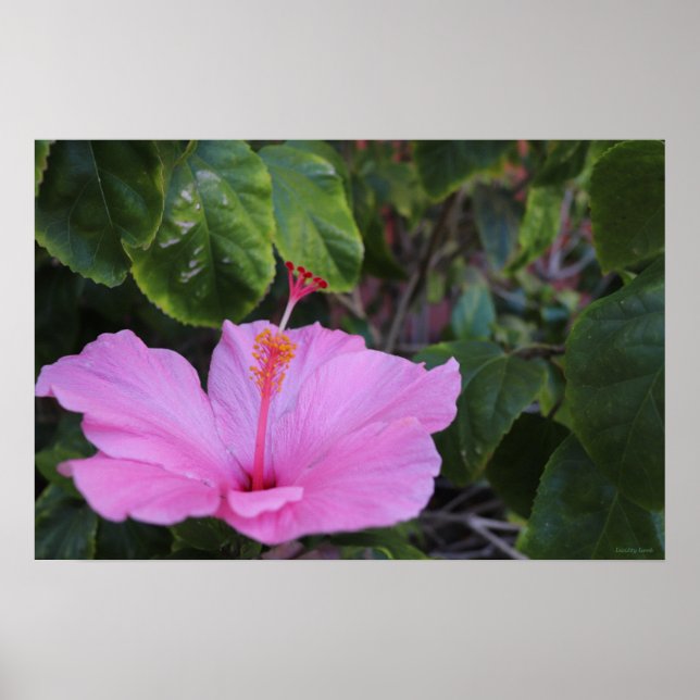 Poster av rosa och bedrägerier (Framsidan)
