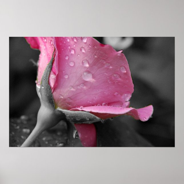 Poster av rosa och svart (Framsidan)