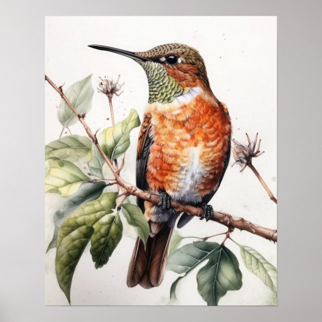 Poster av Rufous Hummingbird Bird Art Print (Framsidan)