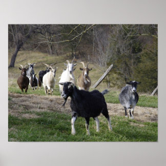 poster av samlare hem