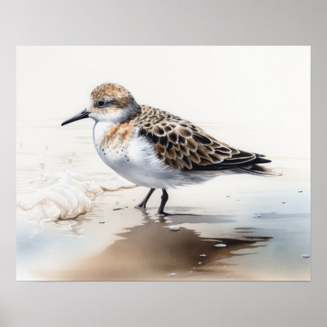 Poster av Sanderling Bird Art Print (Framsidan)