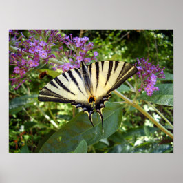 Poster av Scarce Swallowtail Butterfly